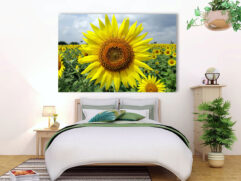 Fotoleinwand - Sonnenblumenfeld